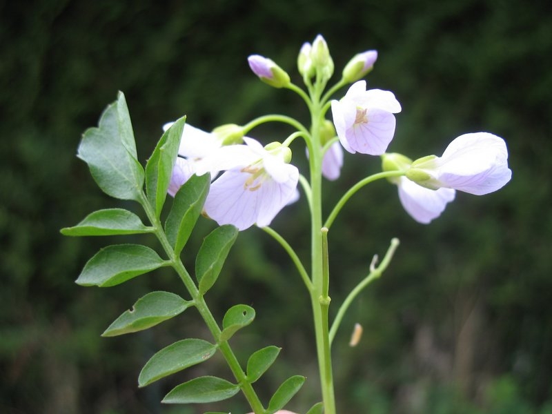 Fleurs cardamine des prés